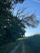 Foto: Verlängerung Siebenwegekreuz, abgestorbener Baum, Verkehrssicherungspflicht, Gefahr im Verzug 